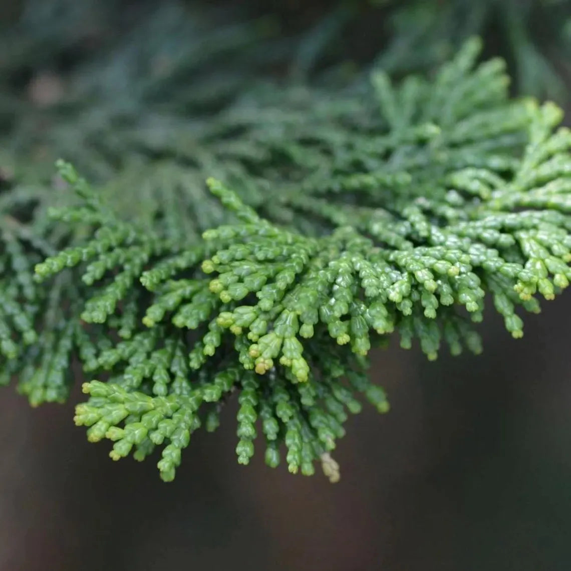 Organic Hinoki Wood Essential Oil