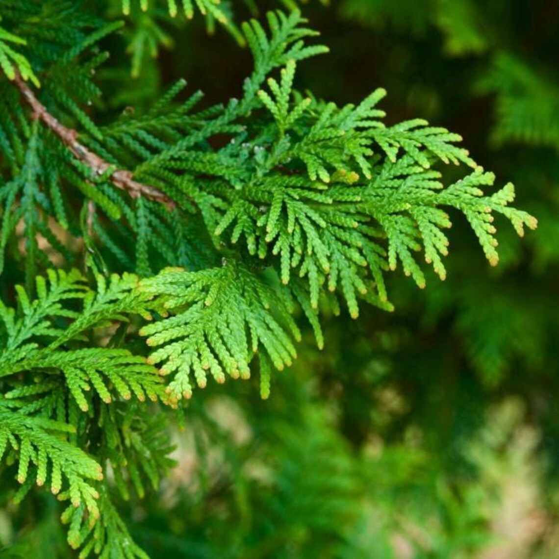 Organic Hinoki Wood Essential Oil